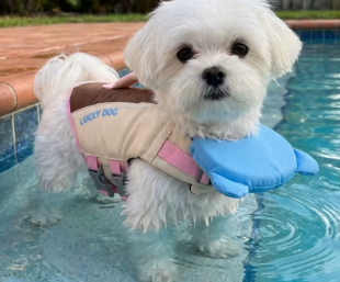 flotador para perro